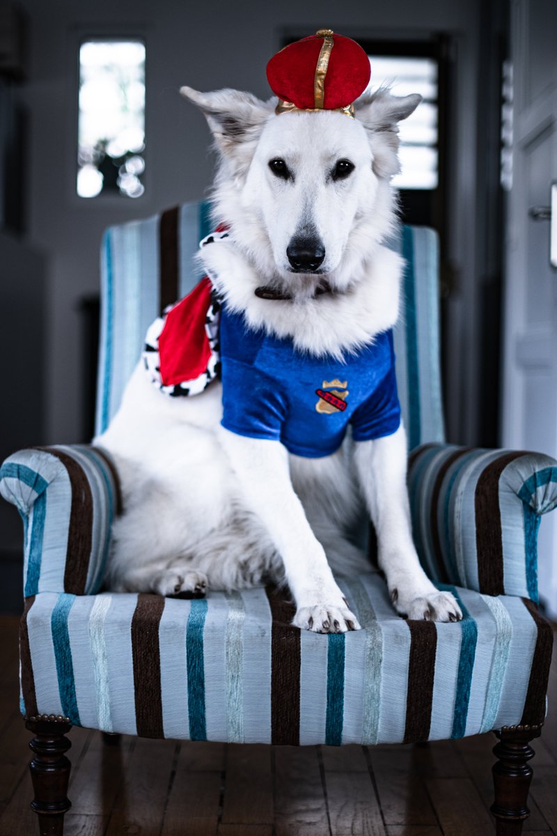 Presenting King Timo, ruler of treats and belly rubs 👑🐾. A fun weekend project to relax from serious shots—this royal pup knows how to rule with style! #RoyalPup #DogCostume #PetPhotography #FunnyPets #WeekendFun #JeromeDevossePhotography