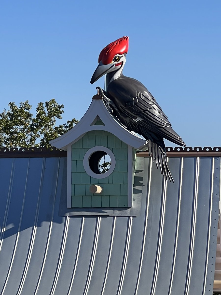 Bir_IsTheWord's tweet photo. Red-Headed Woodpecker. https://t.co/hYIA1PAemV