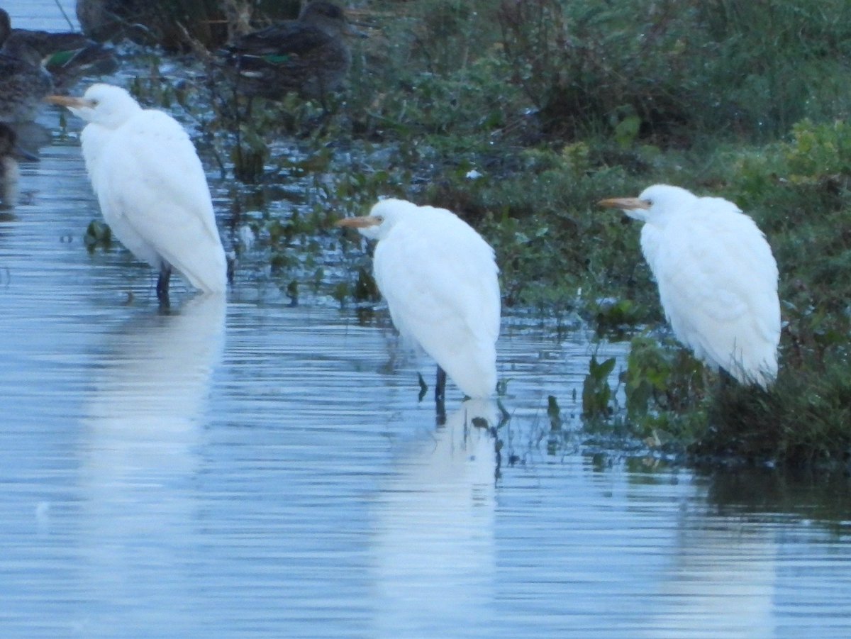 Neville Davies - (Nature With Nev) (@ecology_cymru) on Twitter photo Record shot at first light of the 3 Cattle Egrets at Goldcliff, came in at 0732 and left at 0758 heading towards Spytty. @GOS_birds <a href="/RareBirdAlertUK/">RareBirdAlertUK</a> <a href="/RSPBNewport/">RSPB Newport Wetlands</a> Record shot at first light of the 3 Cattle Egrets at Goldcliff, came in at 0732 and left at 0758 heading towards Spytty. @GOS_birds <a href="/RareBirdAlertUK/">RareBirdAlertUK</a> <a href="/RSPBNewport/">RSPB Newport Wetlands</a>