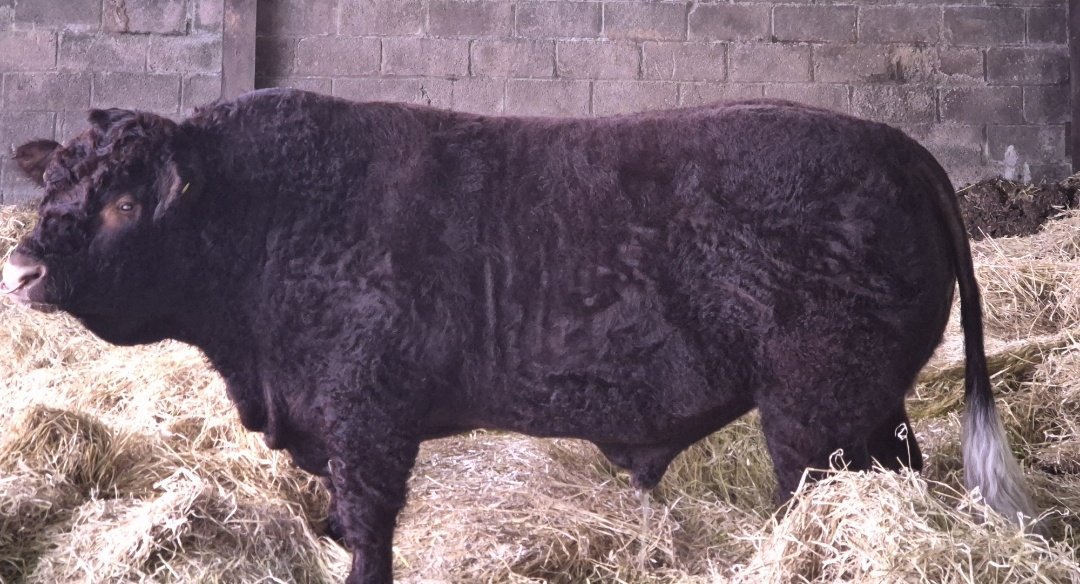 Niall Blair tweet media