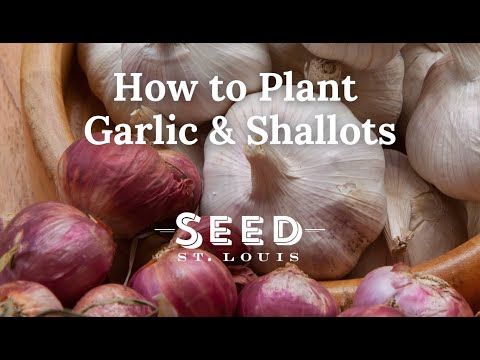 Seed St. Louis tweet media