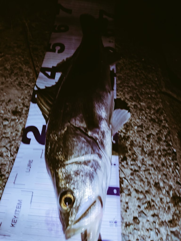 kem449211014803's tweet photo. やっぱりエツの仔魚🐟
70から50ちょいぐらいまで8キャッチ!
ワンダーがいちばん活躍してましたね👍
#wander80
#balor90
#risingminnow87
#hooter80f
#empathy120 https://t.co/PPYV67spN1