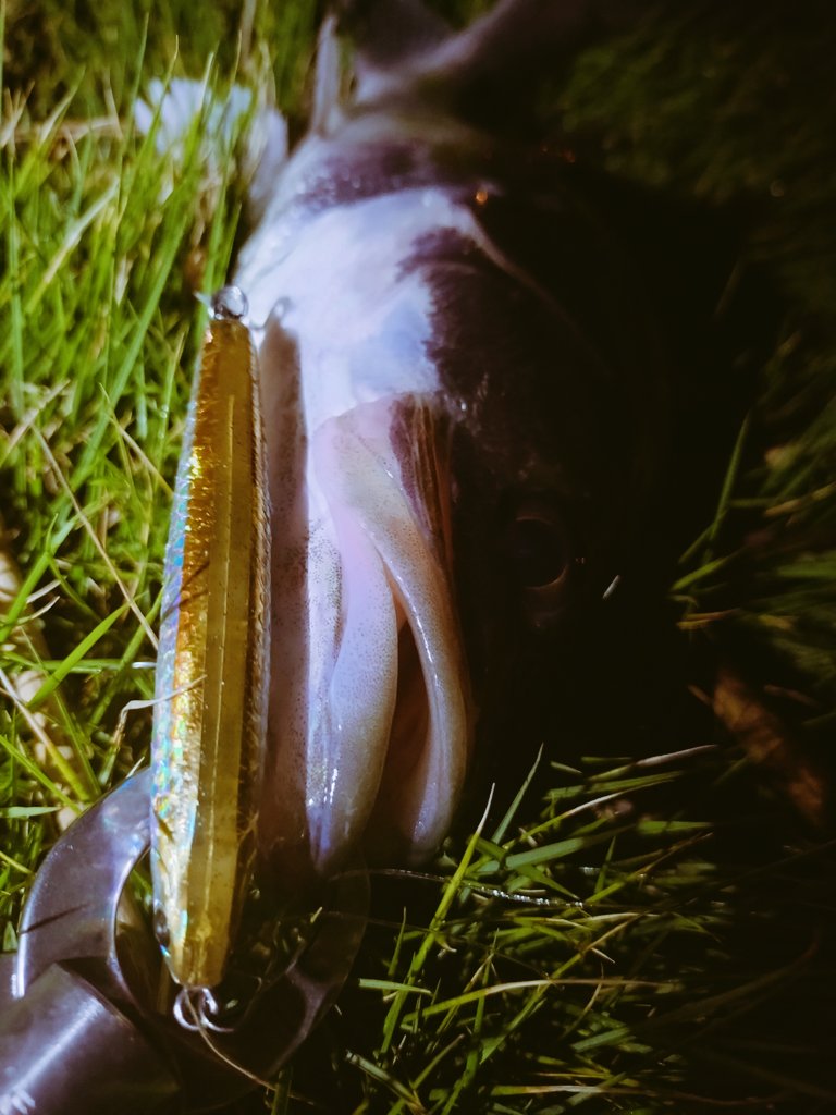 kem449211014803's tweet photo. やっぱりエツの仔魚🐟
70から50ちょいぐらいまで8キャッチ!
ワンダーがいちばん活躍してましたね👍
#wander80
#balor90
#risingminnow87
#hooter80f
#empathy120 https://t.co/PPYV67spN1