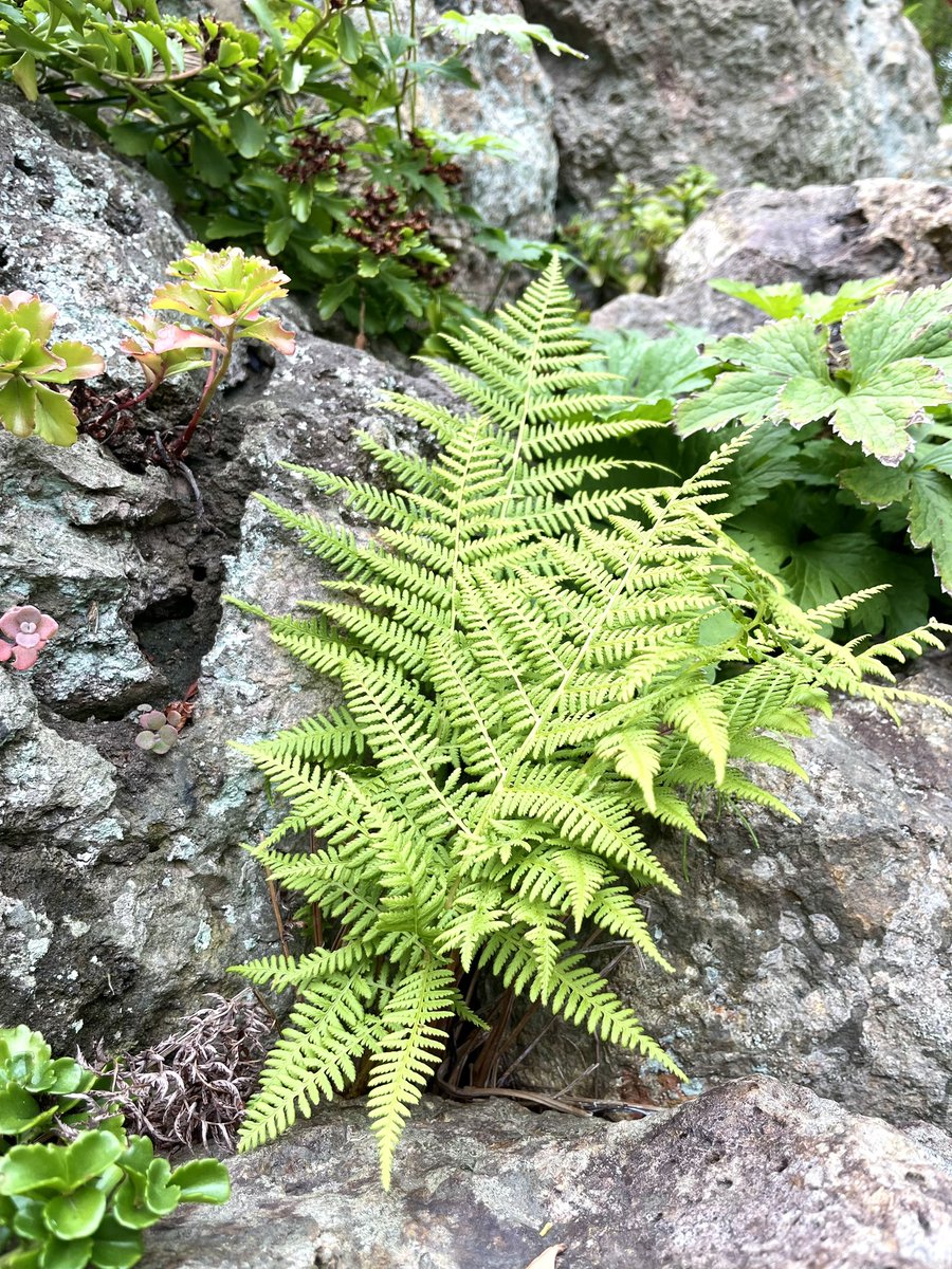 #北海道大学植物園
続き。
ロックガーデンでは岩場だからこその限られた僅かな土や枯れた苔を頼りにして強かに生える植物の強さを感じました。
