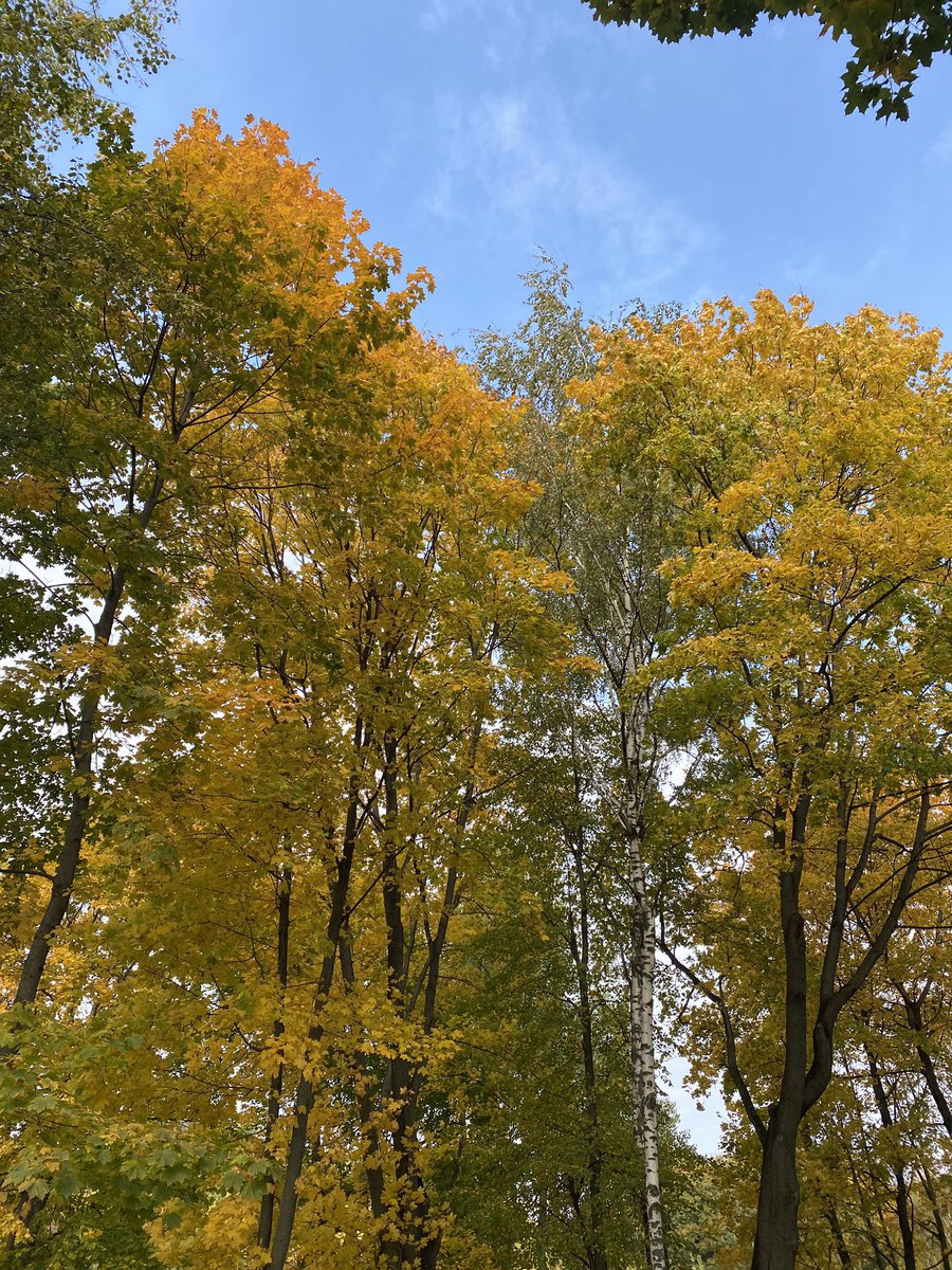 WalidAlshishiny's tweet photo. Fresh morning 🍃🌿❤️🏃‍♂️
#Runing #Garmin #Nature #Autumn https://t.co/QvYR6EoXFO