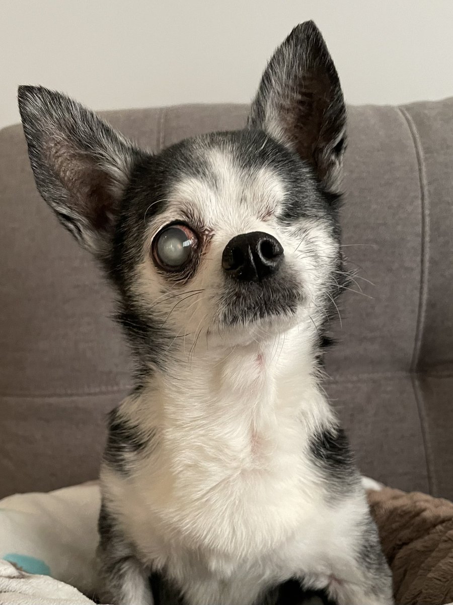 Good Morning….It’s Me Little Baxter.. I Want To Wish You All, A Wonderful Weekend Filled With Love &amp; Joy ❤️❤️