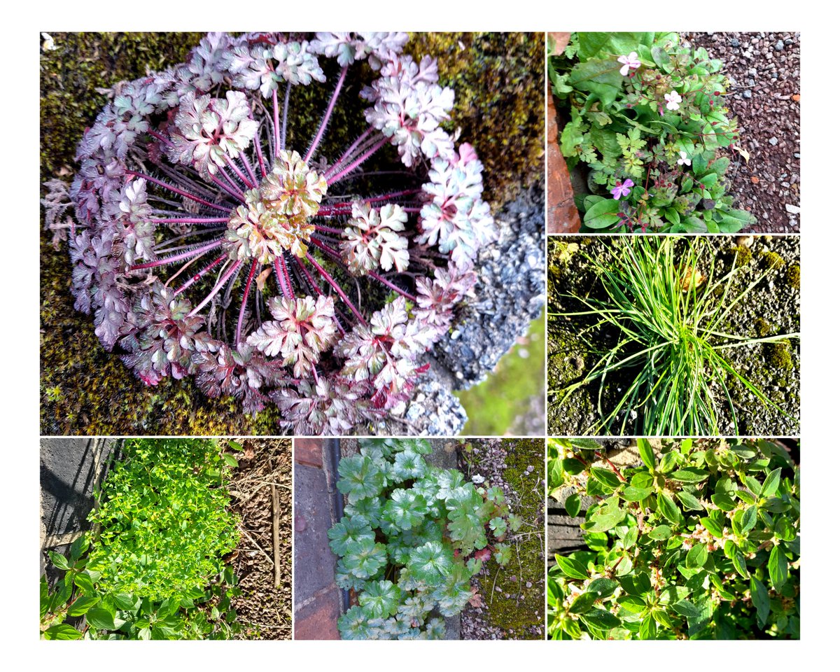 Have just had a dog walk in the October Beeston, Nottingham, sunshine. Often admire architecture of plant rosettes, herb-robert is a real beauty, find goat's-roe a little scary and shining cranesbill full of promise. Sun spurge and pellitory-on-the-wall  a bit also runs.