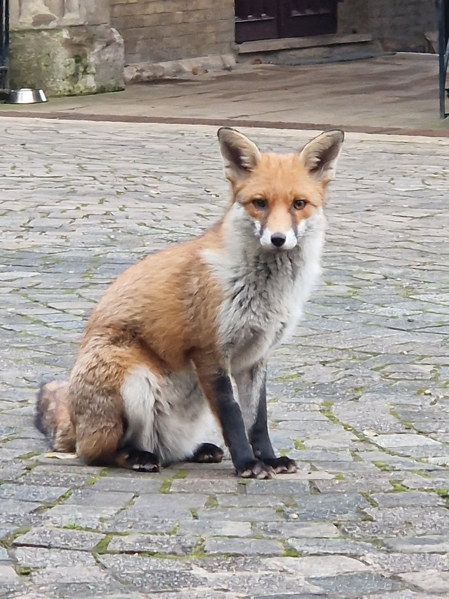 Hopefully people will report anyone seen letting their dog loose in the cemetery!
We love our foxes!