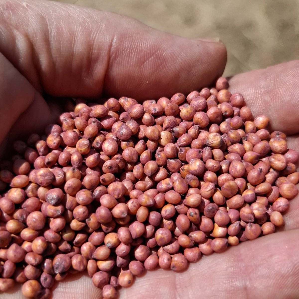 rmpeck2012's tweet photo. UNA SEMILLA DE MÁS POR METRO SON 6 U$S. / ha.
Es por ello que hacemos sintonía fina en siembra de sorgo, calibrando profundidad de  siembra con el profundímetro y ajustando cada detalle, objetivo 9 semillas/metro y CV. 30% Vean las planillas de profundidad,antes y despues. https://t.co/tOemf9EemA