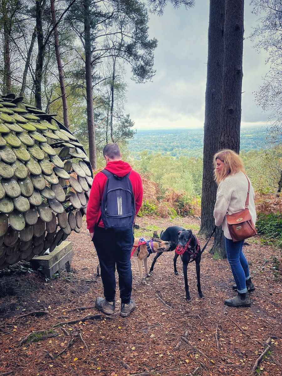 SurreyWhippets's tweet photo. Today, we went for a mooch at #winterfoldhill where we paused at #perspectives, part of the #surreyhills #inspiringviews #artinstallations. Ollie from Wimbledon Greyhound Welfare took a shine to playful Ziggy from @celiacross 🥰 https://t.co/qUH9TVhkgh