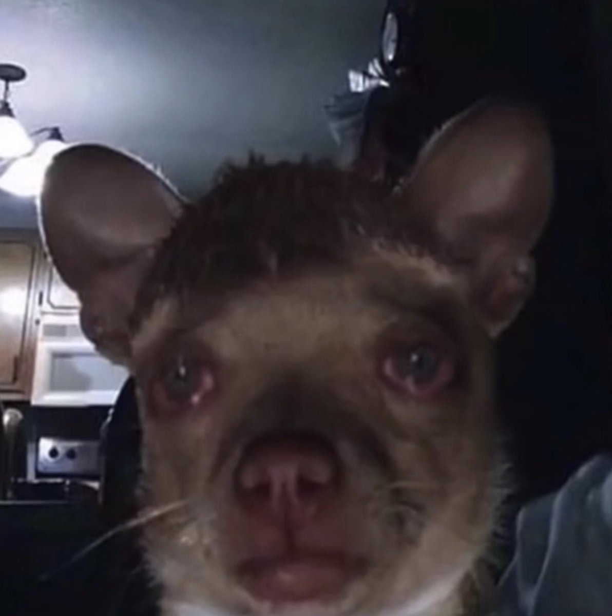 *finished 3rd set of sled pushes*
Schultz: “load the 45’s back on”