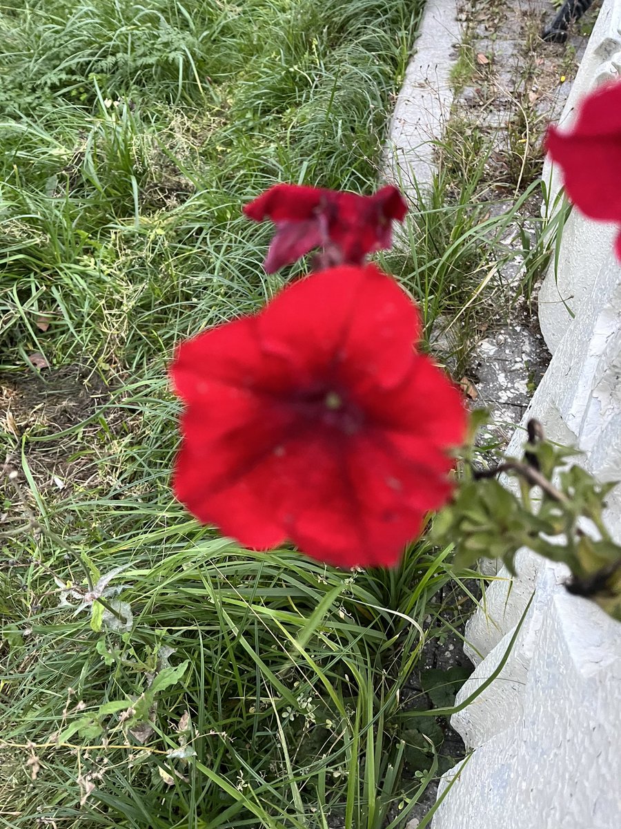 Adorata_'s tweet image. Ребят. Я мать эпилептика. У нас наступают сложные времена - наши лекарства уходят из России. Наша эпилептолог эмигрирует за детьми. Просто скажите что все будет хорошо и покажите своих питомцев. Я найду в себе силы справиться. Щас очень хреново.