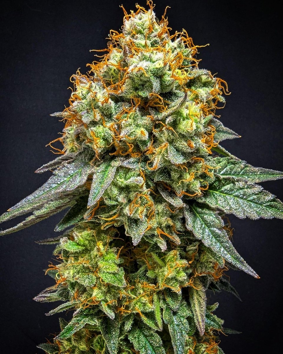 Anesia Seeds genetics tweet media