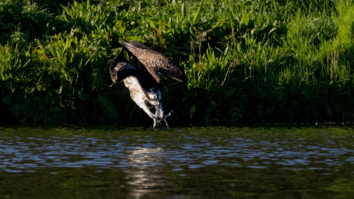 Chris Darby (@chrisddarby) on Twitter photo Osprey
Thorpeness Mere 11/10/2024
The first time I have been able to attempt the infamous "Holy Grail" image of an osprey. Close, but it was always distant, so work in progress.
<a href="/BINsBirder/">Lee Woods</a> <a href="/BTO_Suffolk/">BTO Suffolk</a> <a href="/SuffolkBirdGrp/">Suffolk Bird Group</a> <a href="/SuffolkBirdComs/">Suffolk Bird Records</a> Osprey
Thorpeness Mere 11/10/2024
The first time I have been able to attempt the infamous "Holy Grail" image of an osprey. Close, but it was always distant, so work in progress.
<a href="/BINsBirder/">Lee Woods</a> <a href="/BTO_Suffolk/">BTO Suffolk</a> <a href="/SuffolkBirdGrp/">Suffolk Bird Group</a> <a href="/SuffolkBirdComs/">Suffolk Bird Records</a>