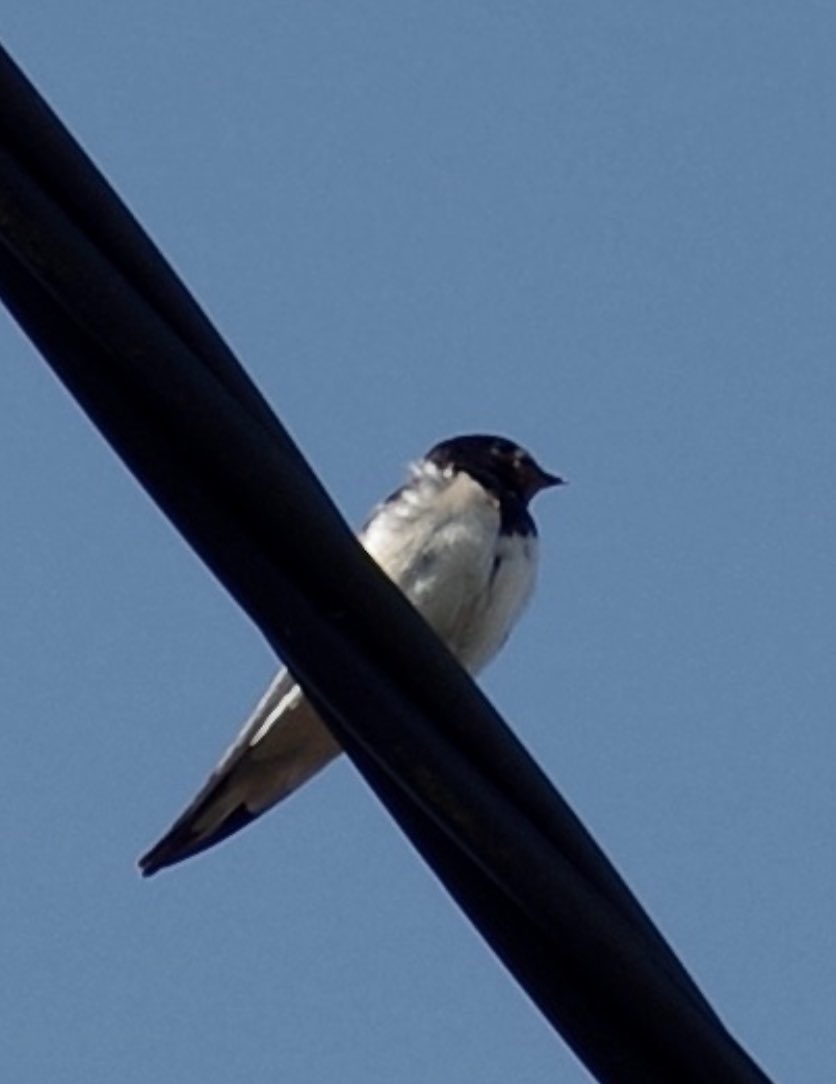 ⁦<a href="/GlosterBirder/">Mike King🦉🐺</a>⁩ 2 near Cheltenham yesterday