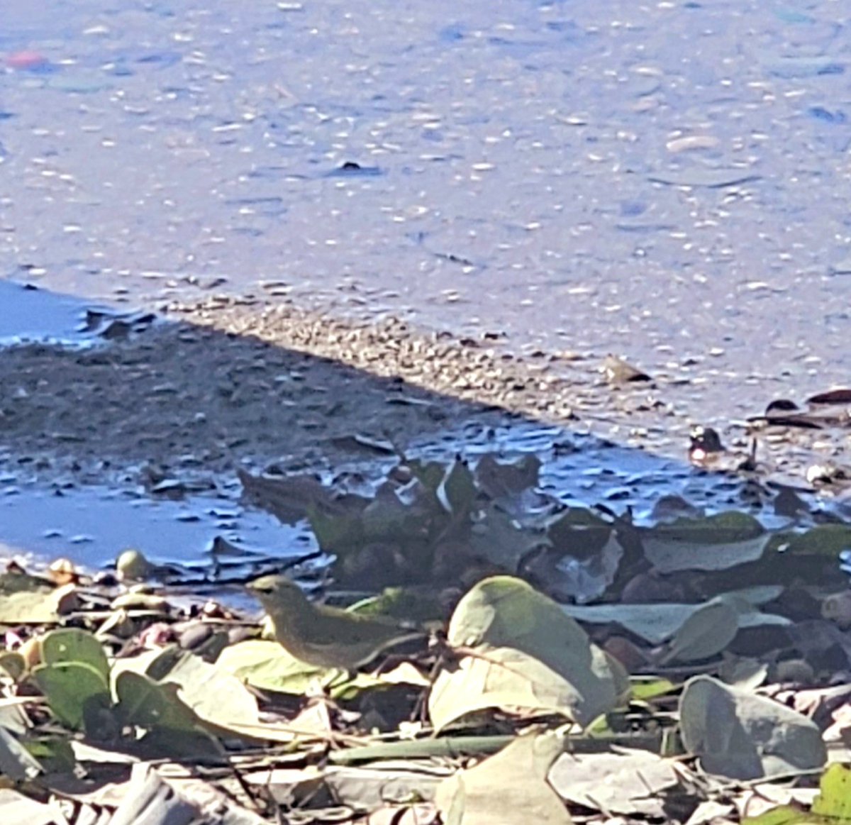 john reilly tweet media