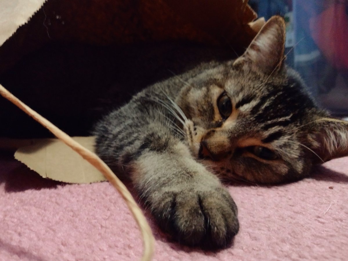 FartyCheddarCat's tweet photo. Silly Figgy gots a bag
He ses it be his bed
Silly Figgy climes inside
He lies and wests his hed

Silly Fig, it beddytime
Dat not be ware yoo sleep!
We supposed to go on bed
Wif mama, in a heap

#CheddarPoetry #SillyFiggy #Beddytime #SleepOnBedWifMamaTime #BagNotBed #CuddlePile https://t.co/IPu05PCIUm