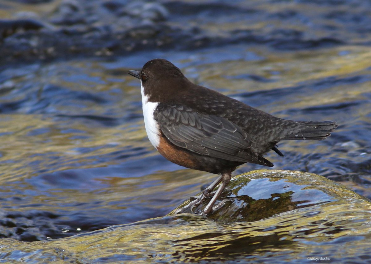 Dipper from yesterday <a href="/DurhamBirdClub/">Durham Bird Club</a>