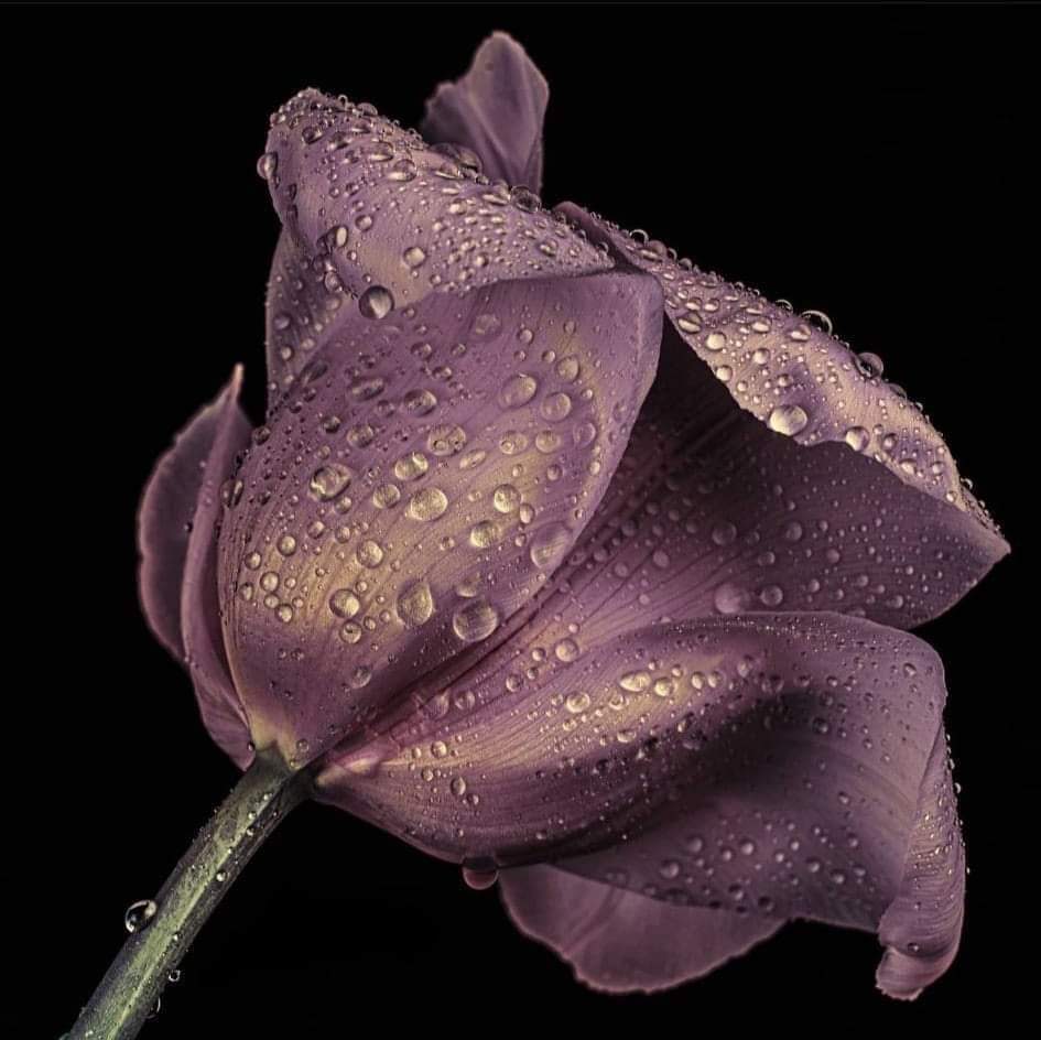 Ş£MS ne qüzel demiş; 
"ßana sevdiğini söyleme...
Hissettir."

Sözlerin hiçbir hükmü yoktur. 
Asıl olan davranışlardır...☙