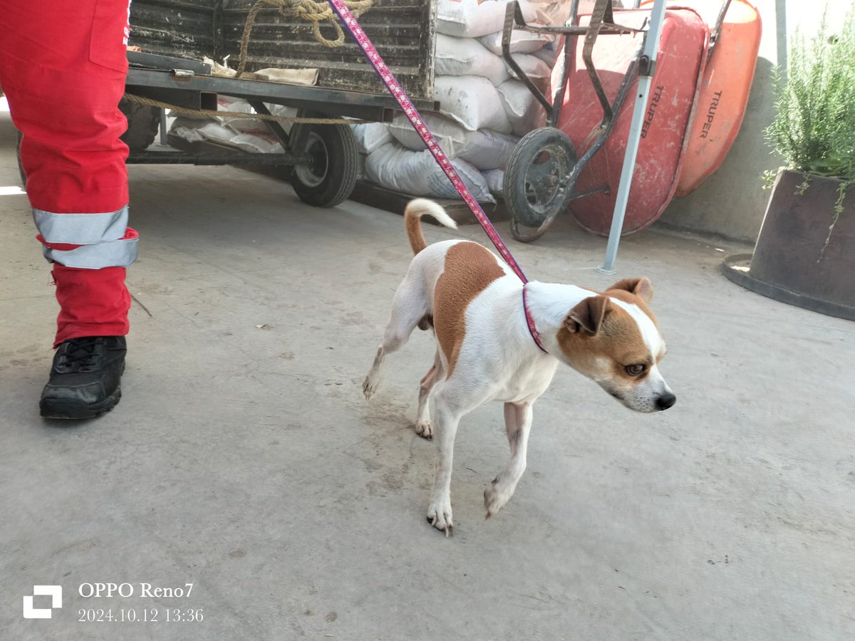mexicanaparque's tweet photo. ¡Encontramos a este perrito en el parque sin placa, si alguien sabe algo por favor envíe un DM! https://t.co/ovM33lsCPD