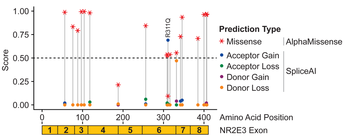 Through the use of patient-derived retinal organoids, minigene assays, and in silico prediction, the latest <a href="/HGGAdvances/">Human Genetics and Genomics Advances</a> study shows that nonsynonymous exonic variants can act through splice alteration in inherited retinal disease: cell.com/hgg-advances/f… <a href="/nadmullin/">Nate Mullin</a> #ASHG