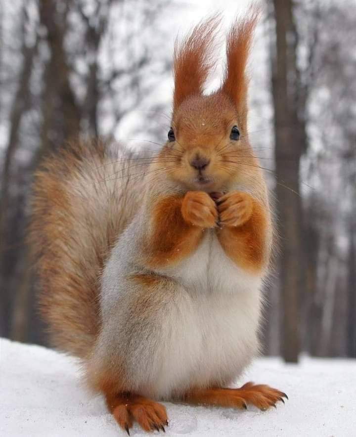 Squirrel Lover World tweet media