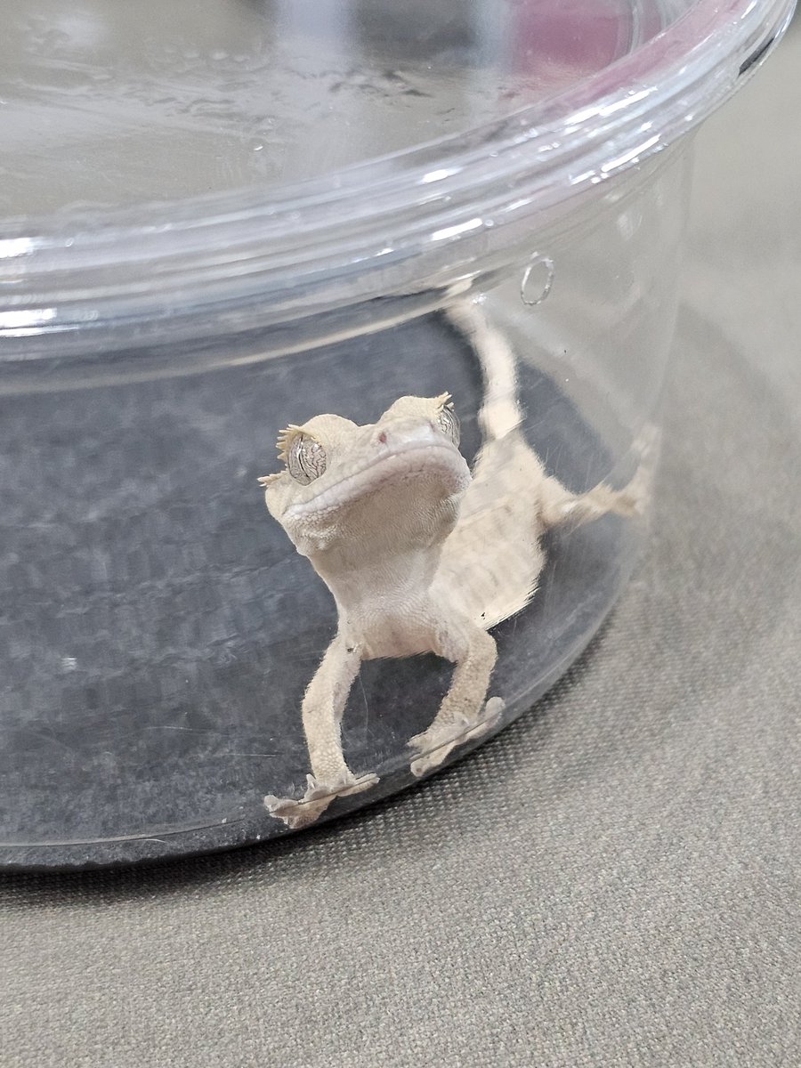 Went to a reptile show today, was strong, and didn't come home with any beasties, but damn will I be getting one within a year or two 😂 

However, someone I brought with me got this little Crested Gecko 💚🦎