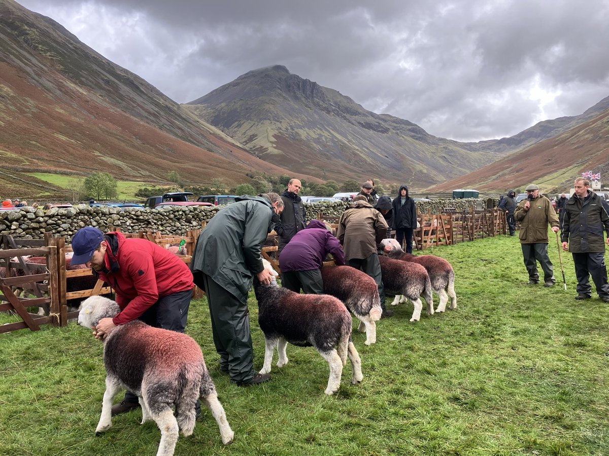 ruslandvalley's tweet photo. Congratulations to Steven Baines and Jonny Bland for Champion and reserve at today’s Wasdale Head Show. More videos on my Instagram…. https://t.co/TLfQuKAHCg