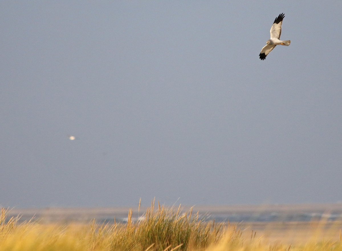 Vanmorgen de gehele eilandkop van #Texel afgestruind. Prachtige vogeltrek! Een bijna volwassen mannetje blauwe kiekendief stal de show. In de setting van de Hors is dat buitencategorie genieten.