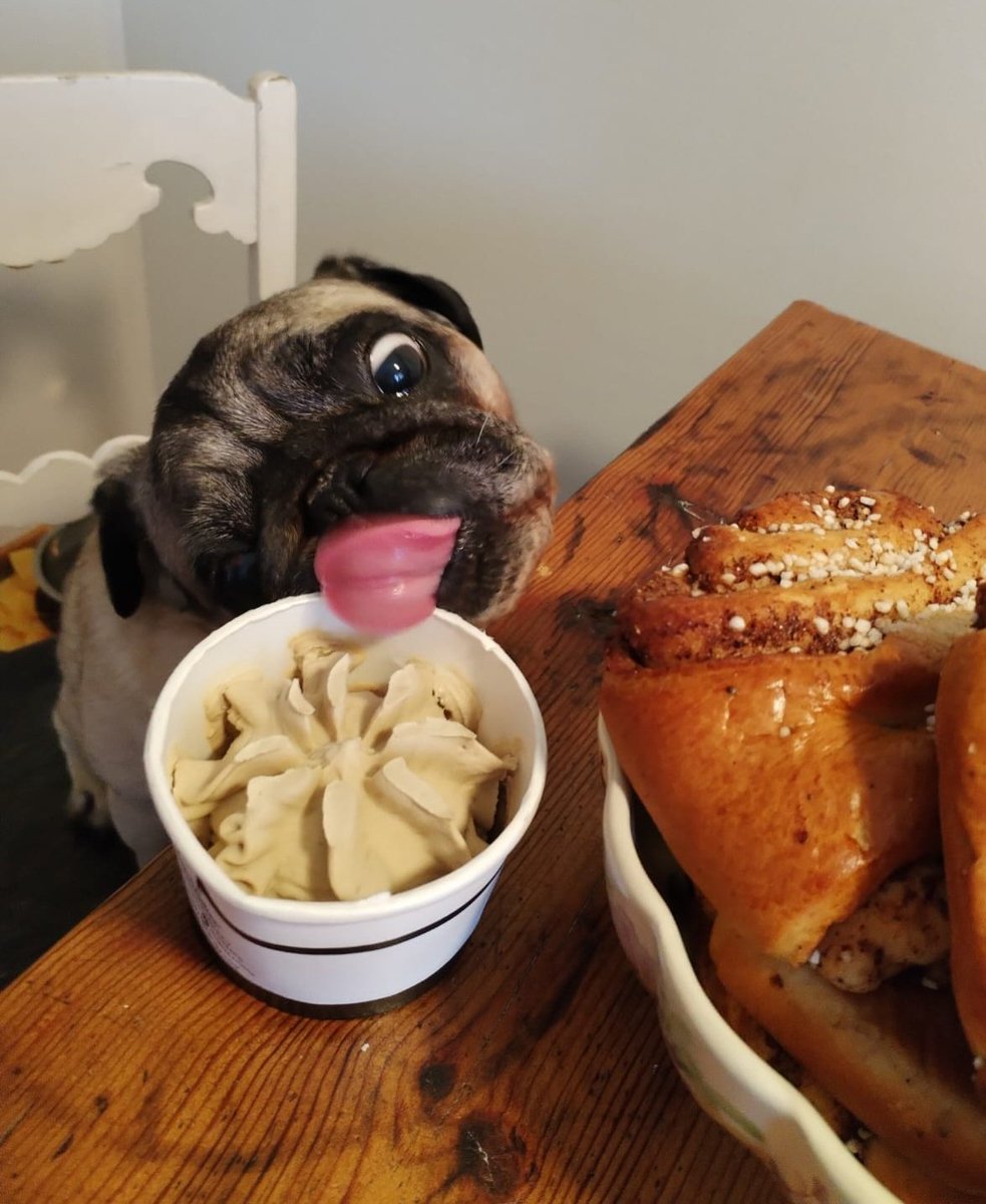 Joonas kävi kylässä. Se vahtasi ensin korvapuusteja, mutta sitten muori laittoi sen nenän eteen koirien LIVER- jäätelön, joka oli sulatettu.
Joonas söi koko jäätelön, eikä kukaan huomannut, että se repi purkinkin viipaleiksi, jotka myöhemmin kerättiin pöydän alta.🙈🐾