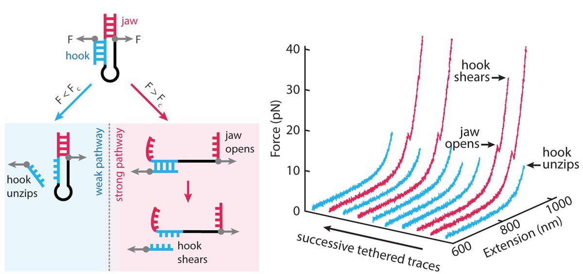 I am excited to share our latest work on creating the first tunable Catch-Bond with #DNA! Our Fish-Hook architecture allowed precise control of adhesion nanomechanics, creating new possibilities for bioengineering and material science! 🧬🐟🪝🌟nature.com/articles/s4146… #biophysics