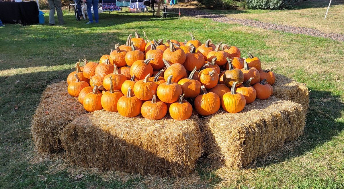 SFRwildlife's tweet image. Oh My GOURD  it's the Fall Shindig!  Sat &amp;amp; Sun 9-4
Local vendors, Pumpkins, Hayrides &amp;amp; more!  Come down for great family fun (FRIENDLY DOGS WELCOME)! 60% donated to SFR Rehab Center.

15445 Powhaton Rd Brighton

#auroracolorado #dnvr #bouldercolorado #denvercolorado #supportlocal