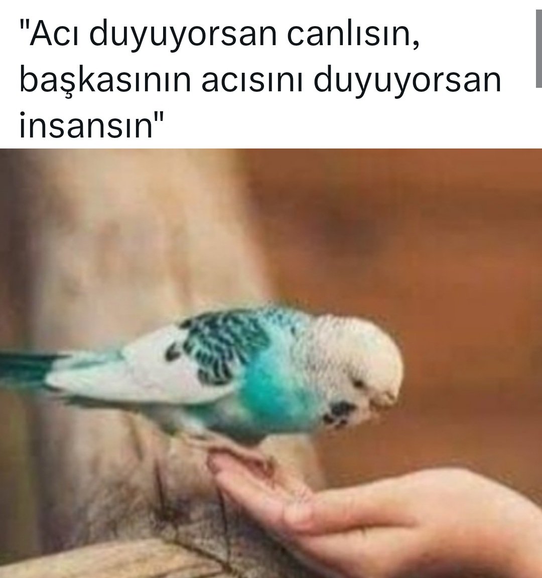 PekAkca's tweet image. #BöyleGitmez