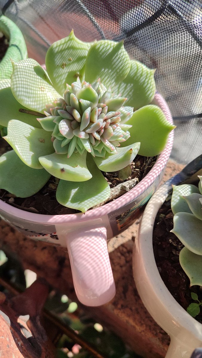 #SabadodeSucus de <a href="/ChicoSuculentas/">El chico de las suculentas</a> . Compartiendo con ustedes, mi Echeveria Laui, la Súperbum,la Chihuahuense, y la ultima, no sé su 🆔. Pero contentas con el solecito de hoy ! A seguir disfrutando el fin de semana 🍀