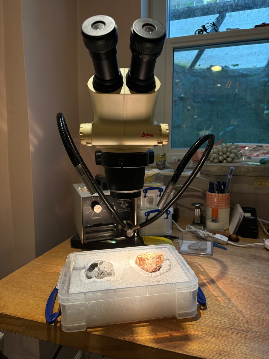 Just wrapped up describing the anatomy of this new turtle collected from 'intertrappean' horizons near Karnataka, India in 2023. A really interesting and beautiful specimen, prepared by Bill Sanders. On to the systematics!

(Kurmademys cast at L; Sankuchemys cast in background.)