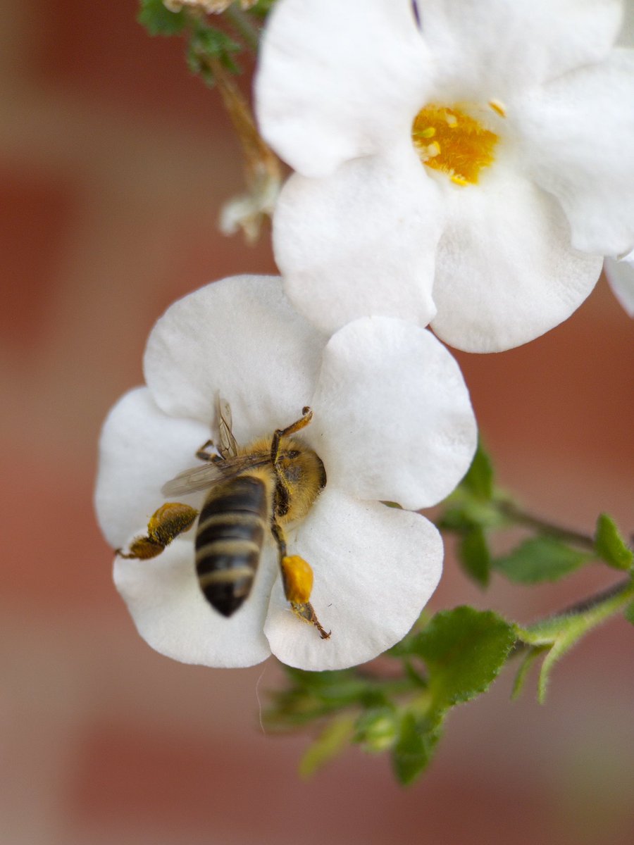 Dr. Karmi Oxman Gross tweet media