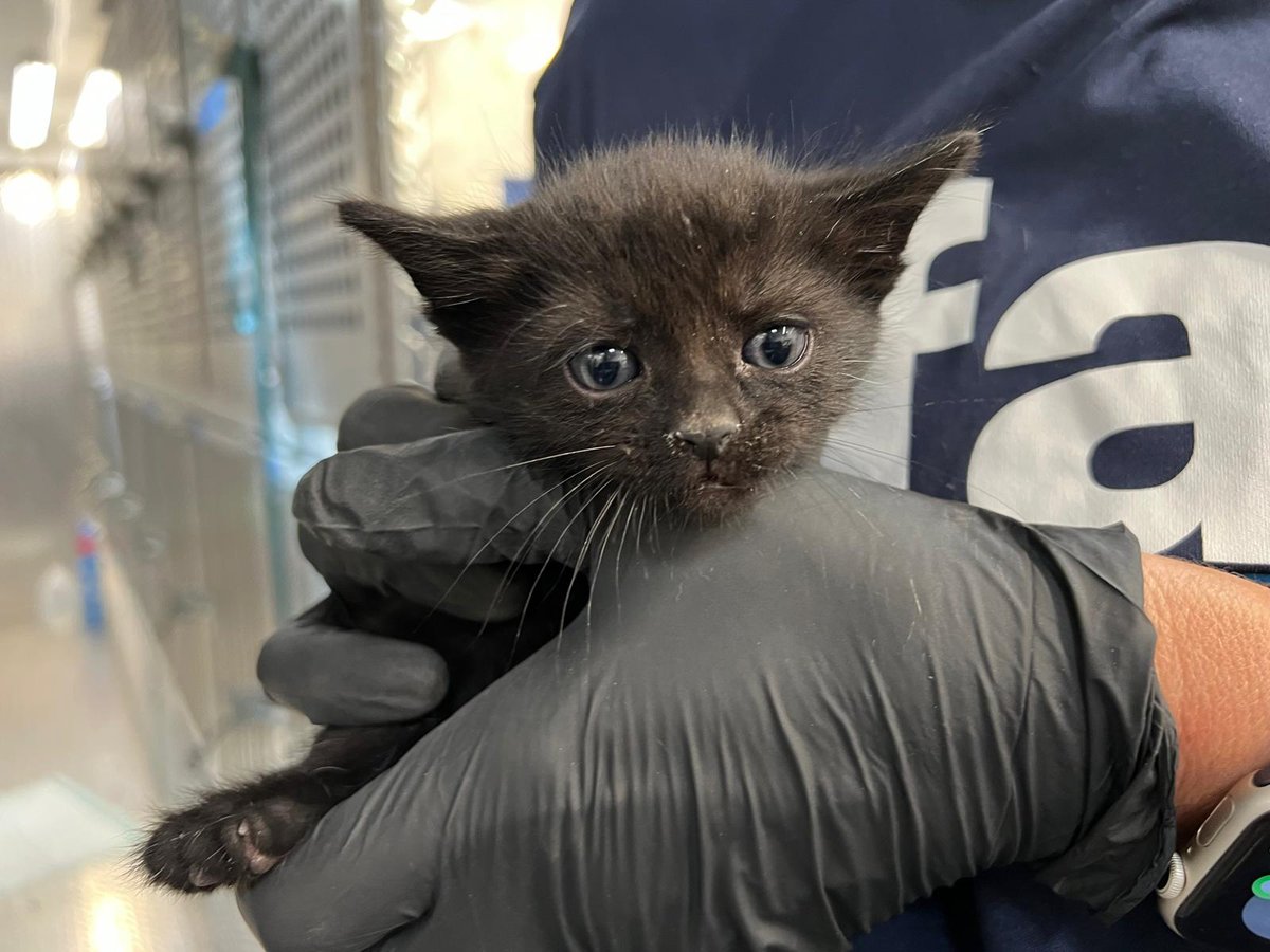 IFAWUK's tweet photo. Following devastating #HurricaneMilton, IFAW is awarding an emergency grant to partner @AlaquaRefuge to support their response mission to house shelter animals from central #Florida &amp; open space for displaced #animals. 🐾 

Make your emergency gift now >> https://t.co/jZdmdU7N7N https://t.co/yRZhtrqPsT