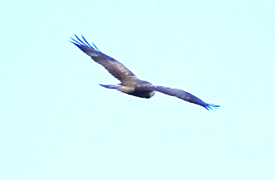 MarburyBirds tweet media