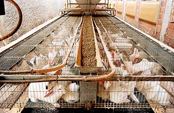 لقاء عن (تربية الأرانب) للراغبين في تنفيذ مشاريع تربية و تسمين الأرانب.محاور اللقاء :- 
- فكرة عامة عن المشروع. 
- السلالات و أنواعها و مميزاتها. 
- خطوات الرعاية. 
- برنامج التغذية. 
- الوقاية و التحصين. 
- الفطام و التبني. 
- التسمين. 
- الإحلال. 
<a href="/MEWA_KSA/">وزارة البيئة والمياه والزراعة</a> <a href="/agri_ext/">الإرشاد الزراعي</a> <a href="/cscs_sa/">مجلس الجمعيات التعاونية</a>