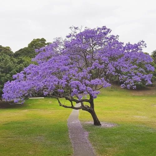 FascinatingWow5's tweet photo. Jacaranda 
A tree with purple flowers. 
#flowers
#trees
#nature
#lover https://t.co/DIbjonLxqH