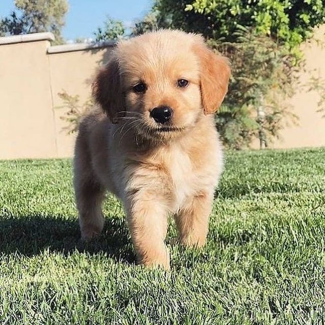 Animal Lover tweet media