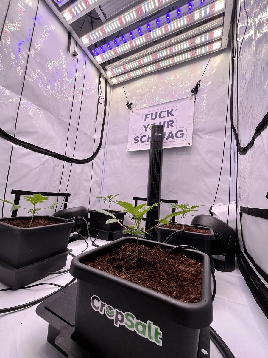 PushnPhosphorus's tweet photo. Mt kahtahdins by @NectarBeans
I canโt wait to see them 2 weeks from now ๐
#Cannabis #Marijuana #Weed #Growyourown #Autopots #Cropsalt #Grandmasterleds https://t.co/eoRBQQfUfK