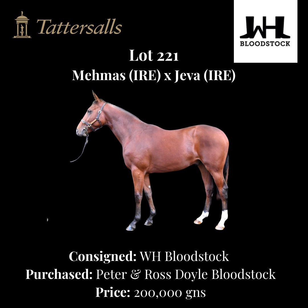 W_Hbloodstock's tweet photo. A fantastic week @Tattersalls1766 at Book 1 for the WH Bloodstock team.

Wishing all the new connections the best of luck 🐎🍀

#whbloodstock #yearlings #sales #futurestars #tattersalls https://t.co/YTY0qhAL6C