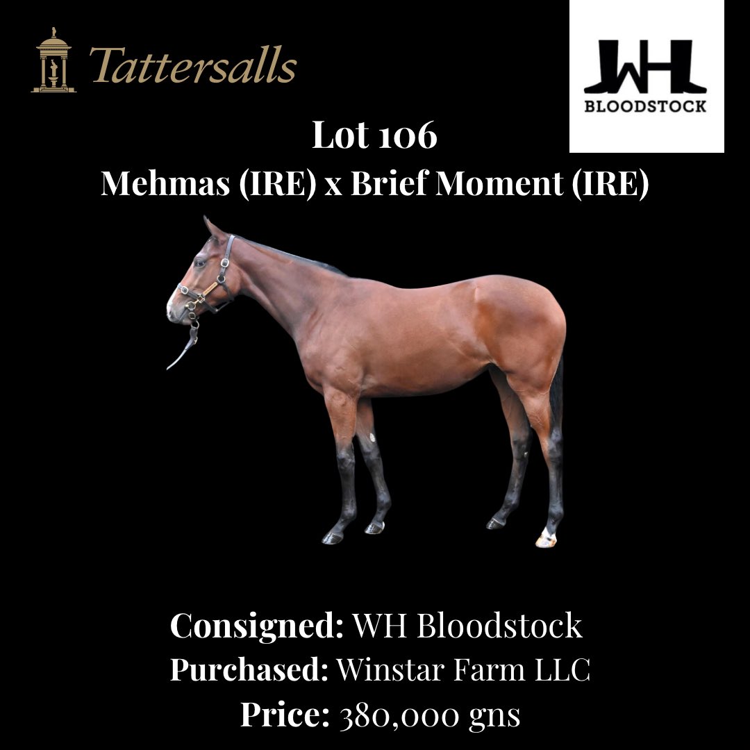 WHbloodstock (@w_hbloodstock) on Twitter photo A fantastic week <a href="/Tattersalls1766/">Tattersalls</a> at Book 1 for the WH Bloodstock team.
Wishing all the new connections the best of luck 🐎🍀
#whbloodstock #yearlings #sales #futurestars #tattersalls A fantastic week <a href="/Tattersalls1766/">Tattersalls</a> at Book 1 for the WH Bloodstock team.
Wishing all the new connections the best of luck 🐎🍀
#whbloodstock #yearlings #sales #futurestars #tattersalls