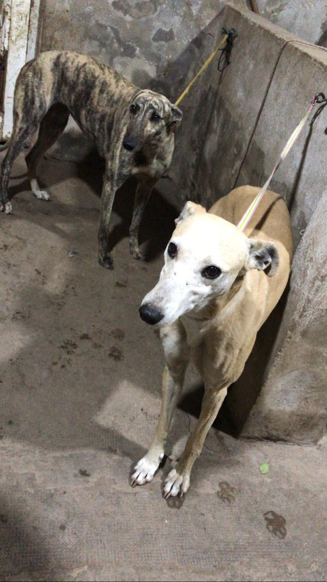 patripeyrou's tweet photo. URGENTE 
ADOPCION O TRANSITO PARA ESTOS GALGUITOS de 3 años castrados
1 macho y 2 hembras
1549692061 https://t.co/S0ssStb0KH