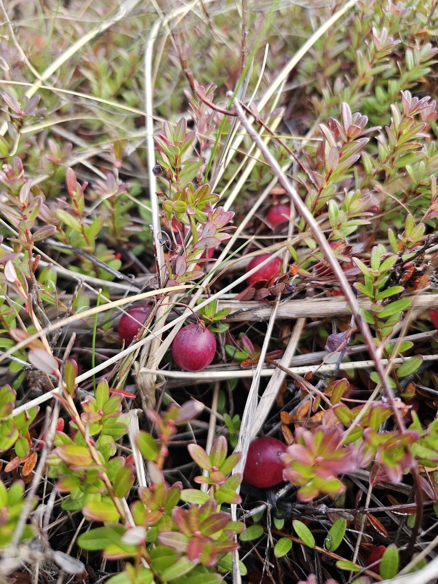 Cranberries, anyone? For many of us, Thanksgiving wouldn't be complete without cranberry sauce.
#capebretonisland