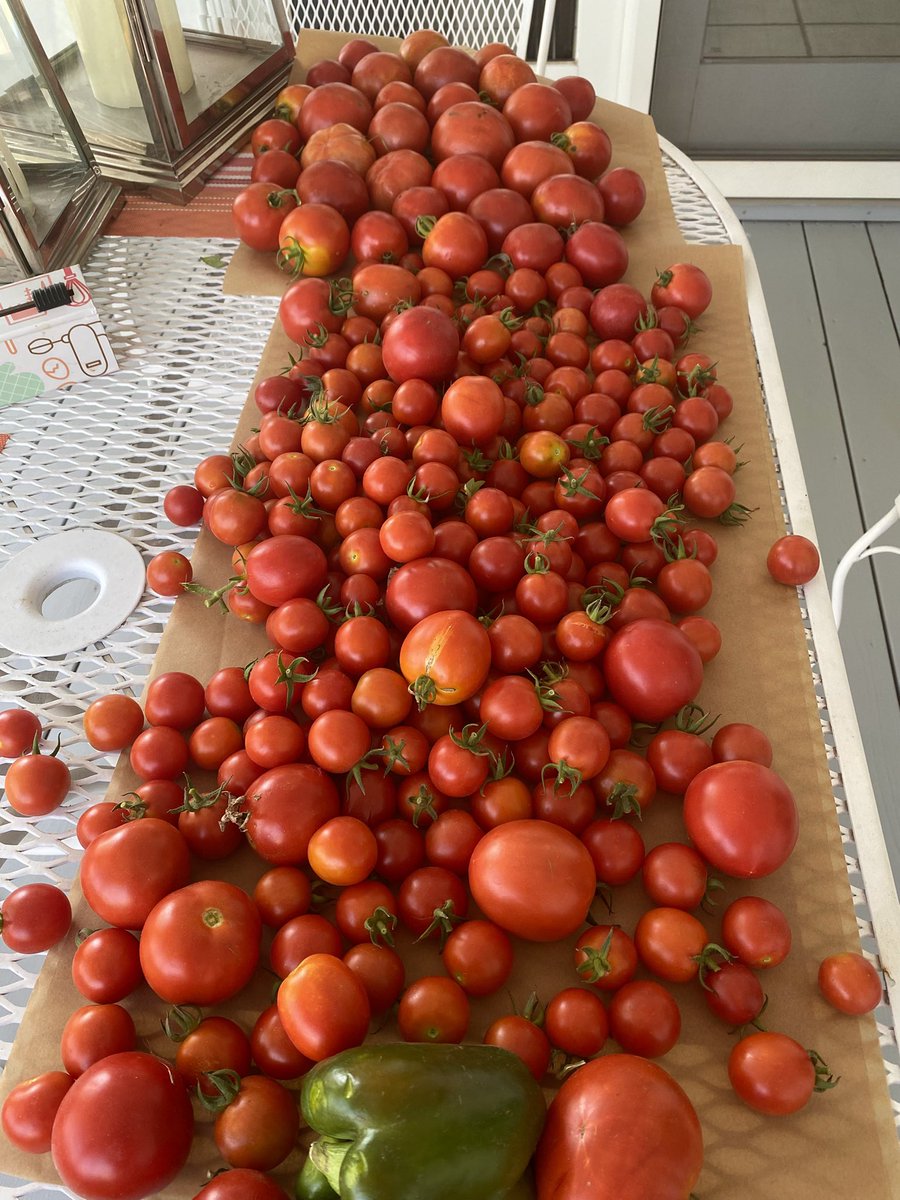 Zone 5.
October 12, 2024
Tomato harvest for today.  

#ptsgarden #iowa #midwest #gardening #tomatoes