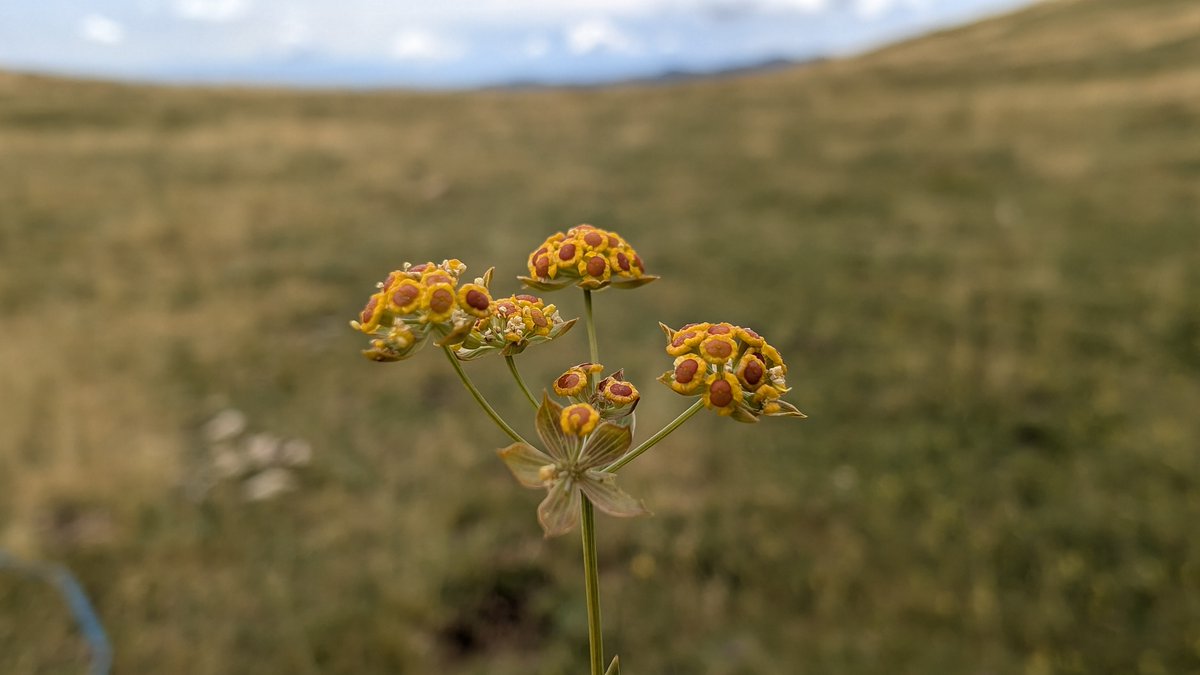 Sabies que la llebrenca ranunculoide (Bupleurum ranunculoides) juga un paper important en els ecosistemes alpins i subalpins, proporcionant aliment...
instagram.com/p/DA_g3_BOjjr/…