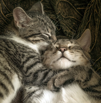 Cedric Kato tweet media