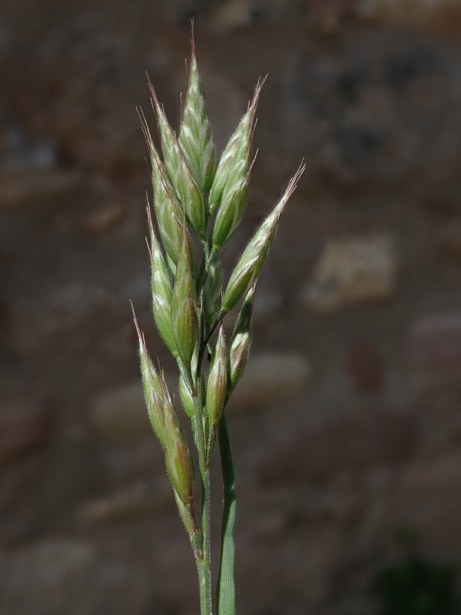 Sabies que la cua de guilla (Bromus hordeaceus), tot i ser natiu d'Europa, el nord d'Àfrica i parts d'Àsia, s'ha naturalitzat a gairebé tot el món i, en alguns països, es considera una planta invasora? I sabies que...
instagram.com/p/DBCFRo9M6hs/…